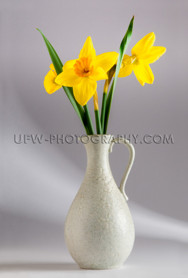 Schöne Gelbe Narzissen Leuchtend Klassische Vase Glas Lichteffe
