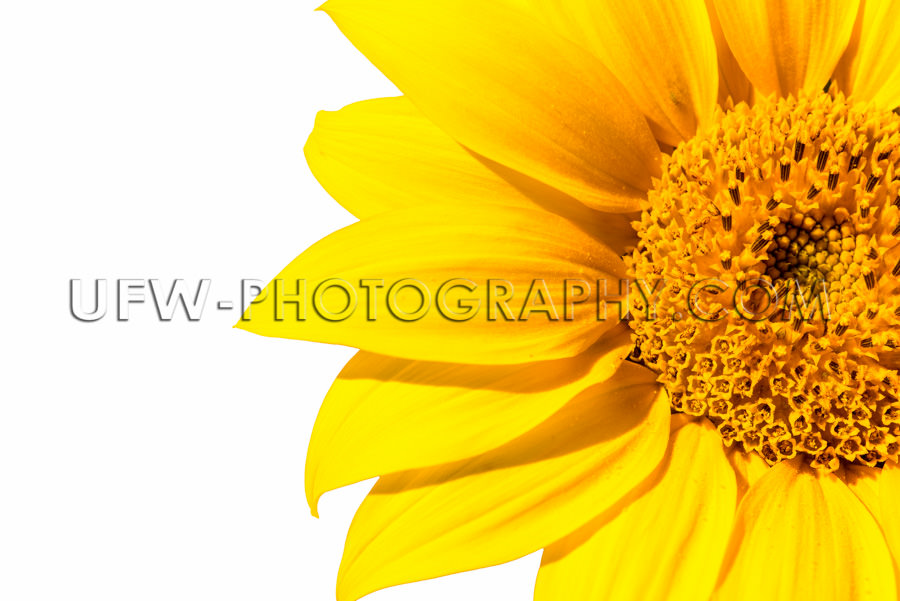 Schöne Sonnenblumen Blüten Makro Isoliert Hochauflösend XXL S