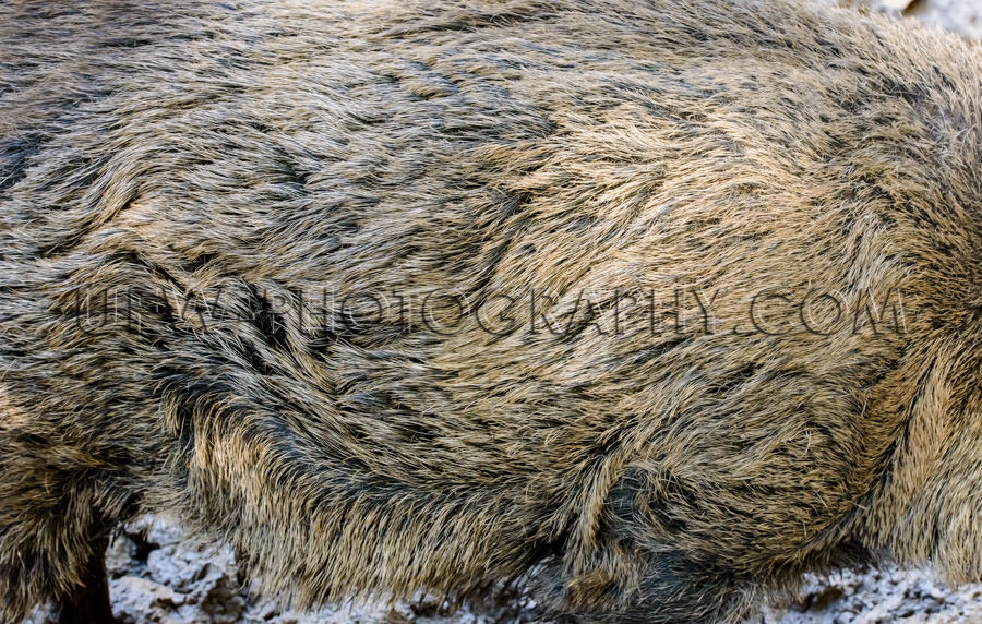 Detailliert Wildschwein Fell Pelz Borsten Haare Hintergrund Text