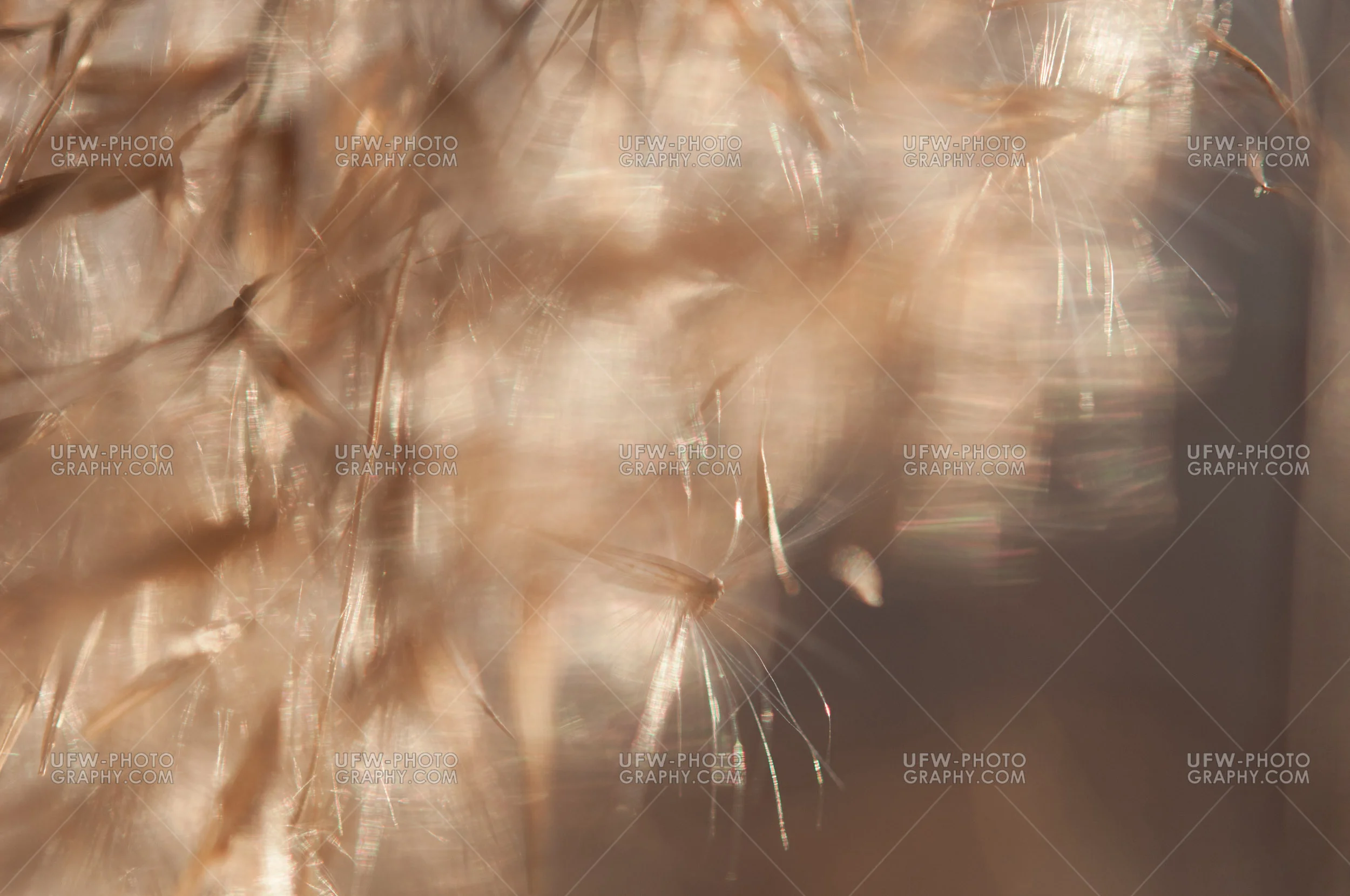 Blüten Gräser Zart Braun-beige Märchenhaft