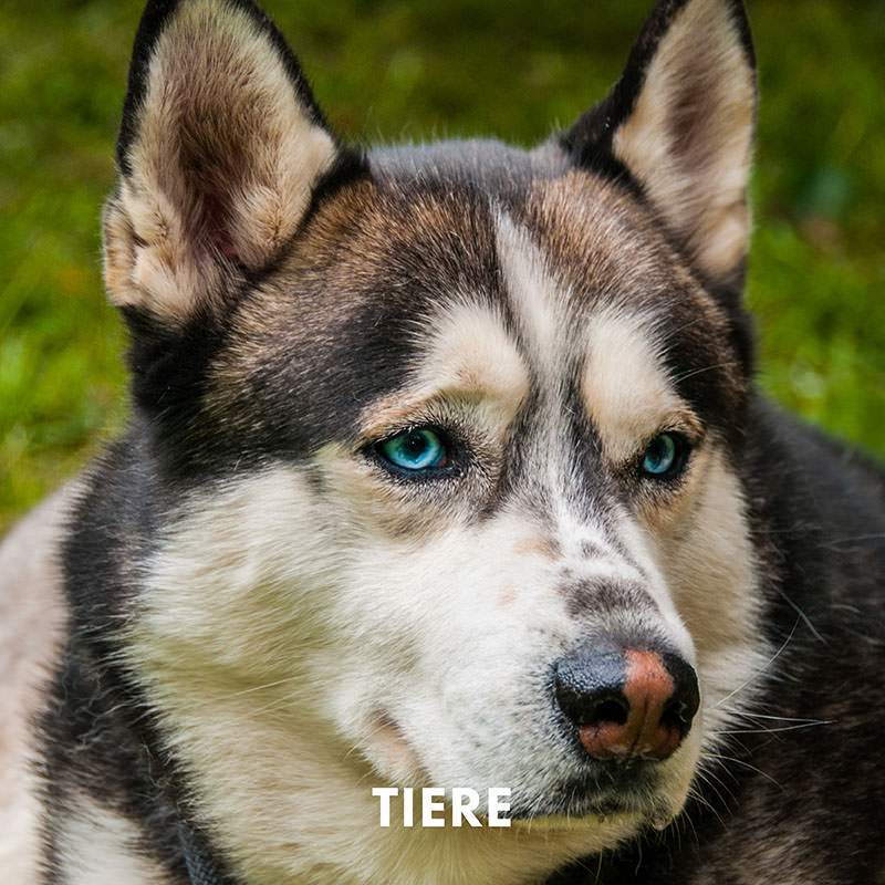 Tiere