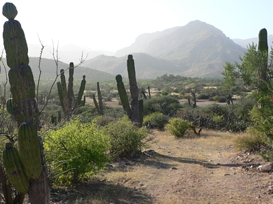 06.PuntaMontalban.cactus.jpg