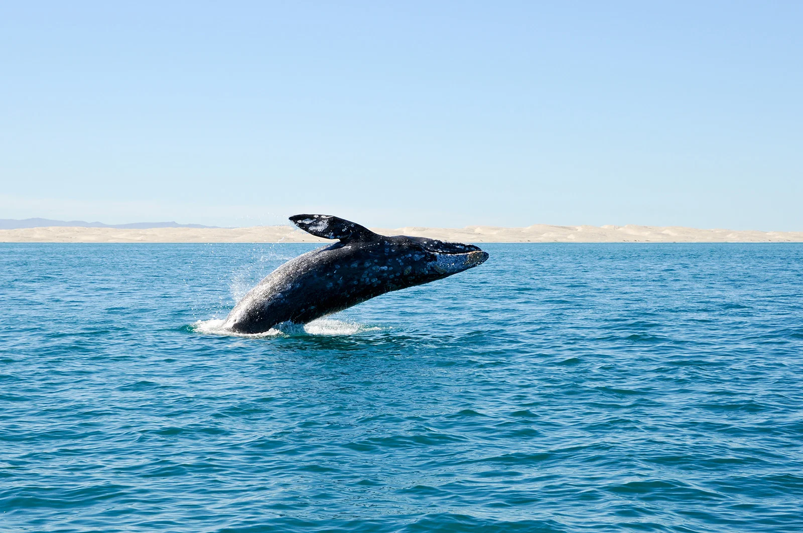Baja.Whale.jpg