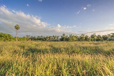 Hidden Meadow