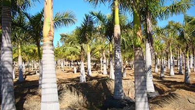 La Cachora Palm Farm