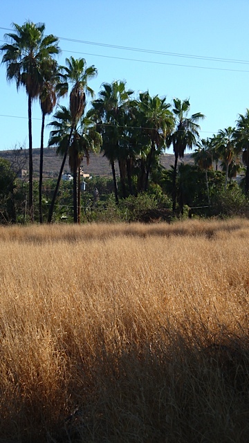 La Cachora Lot