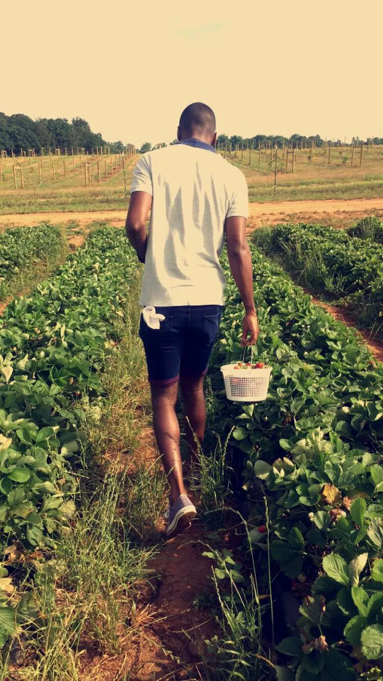 STRAWBERRY PICKING AT SOUTHERN BELLE FARM