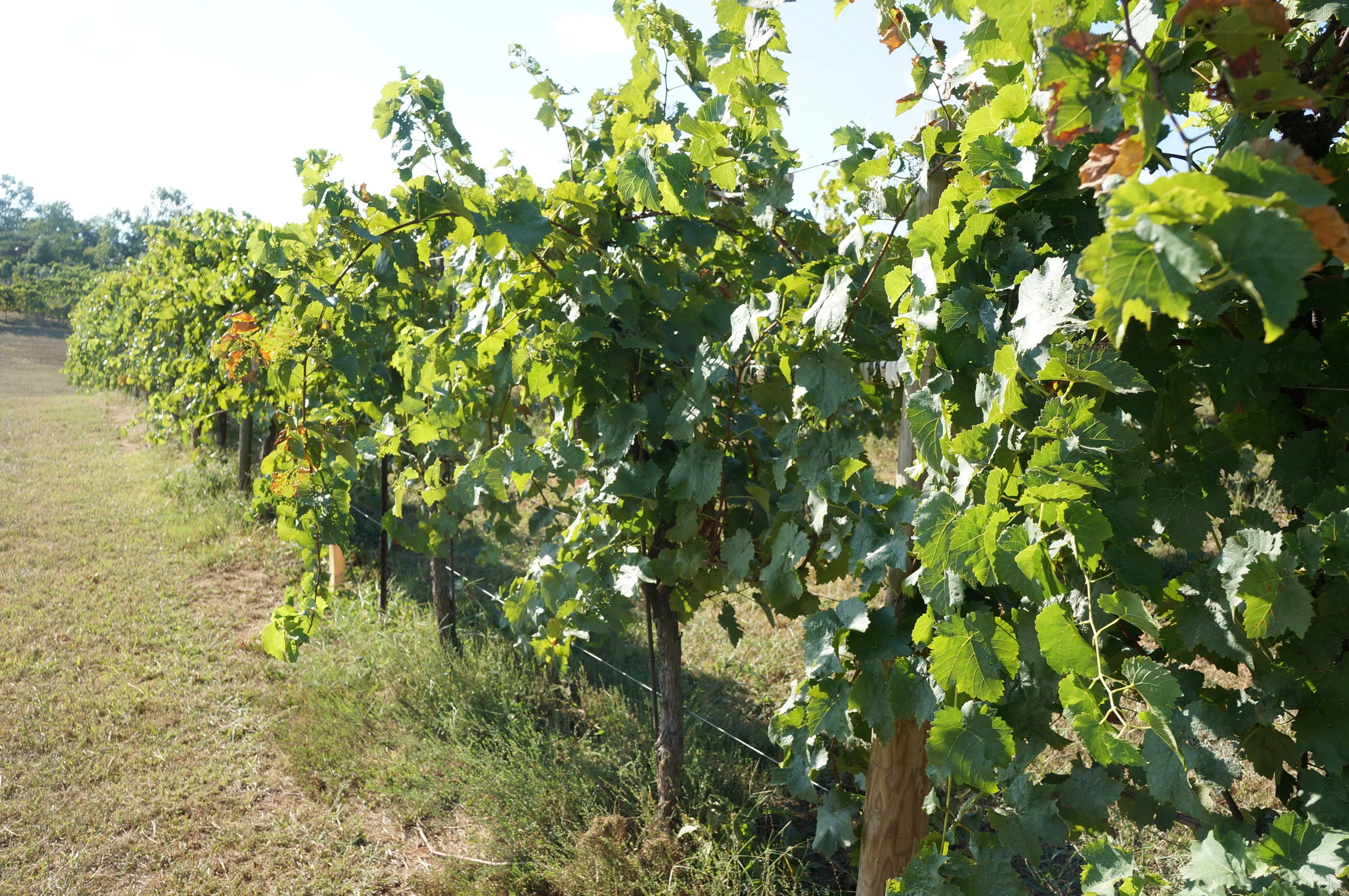 THREE SISTERS WINERY 