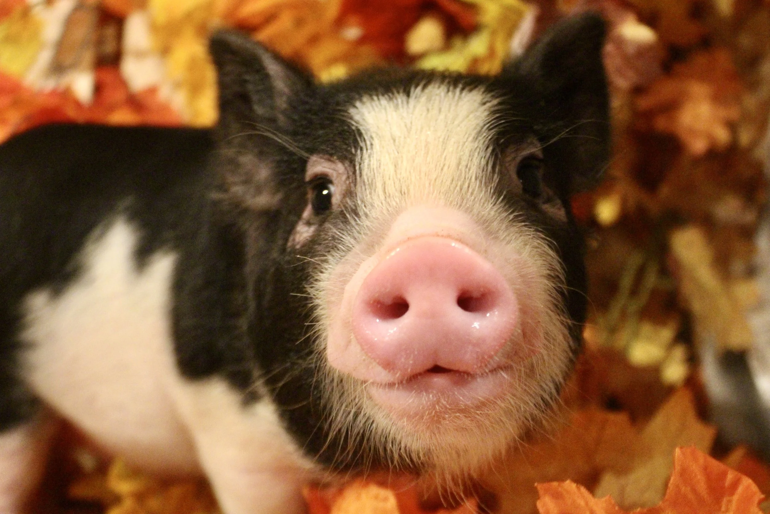 Anaheim - adorable and adventurous black and white boy