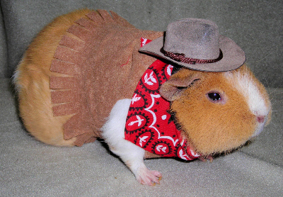 GuineaPigCowboyBob.jpg