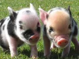 Mini Pigs