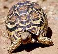 leopardtortoise.jpg