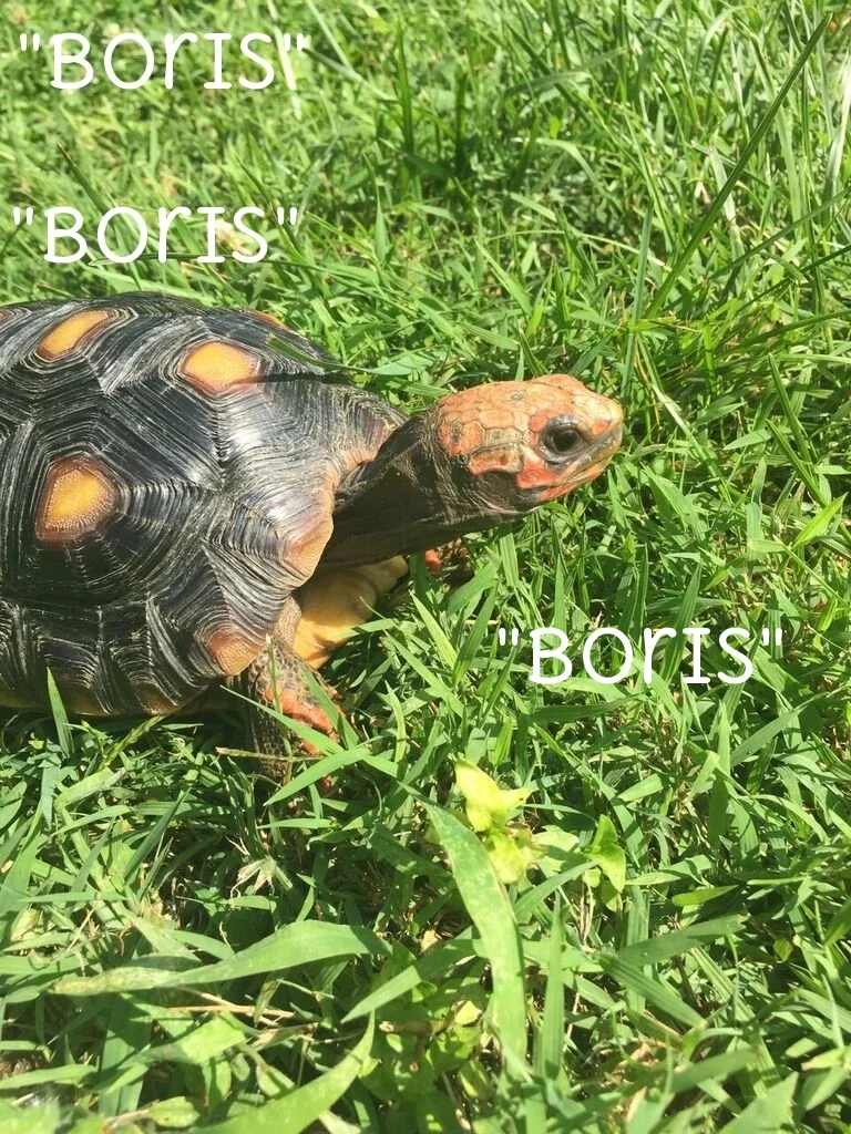 Tortoise1.jpg