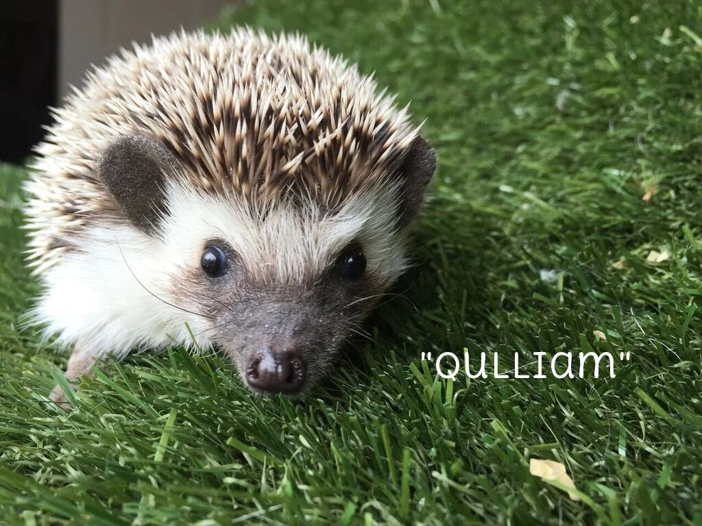 hedgehog1.jpg