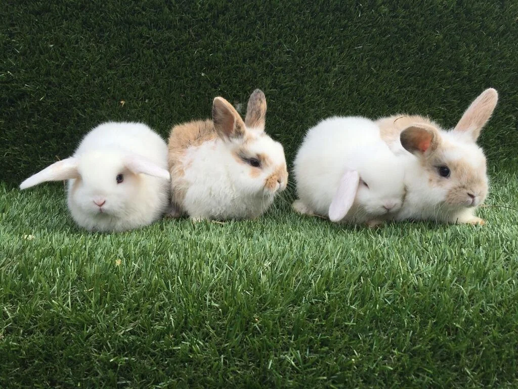 Squeals On Wheels Traveling Petting Zoo