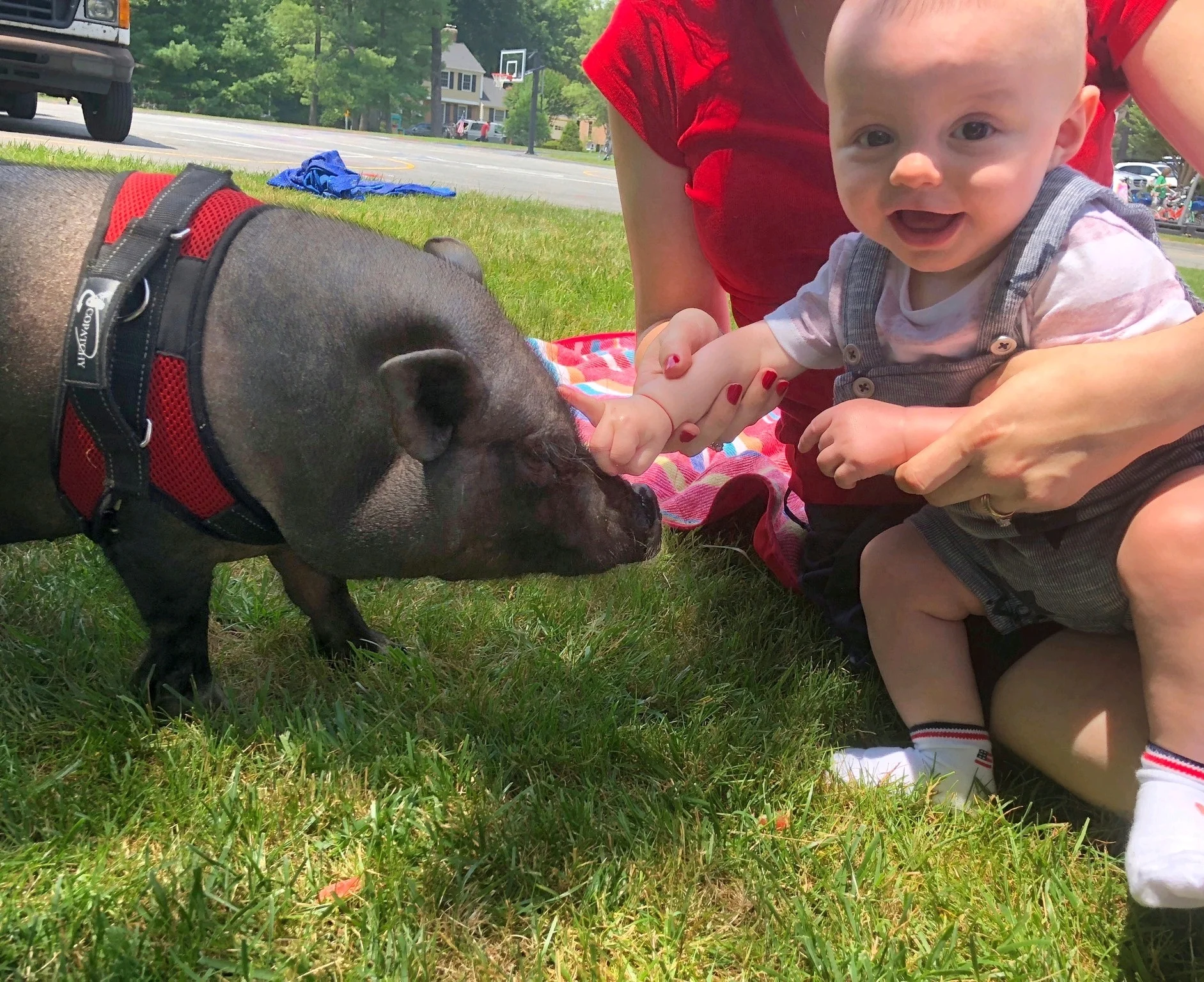 Squeals on Wheels Traveling Petting Zoo