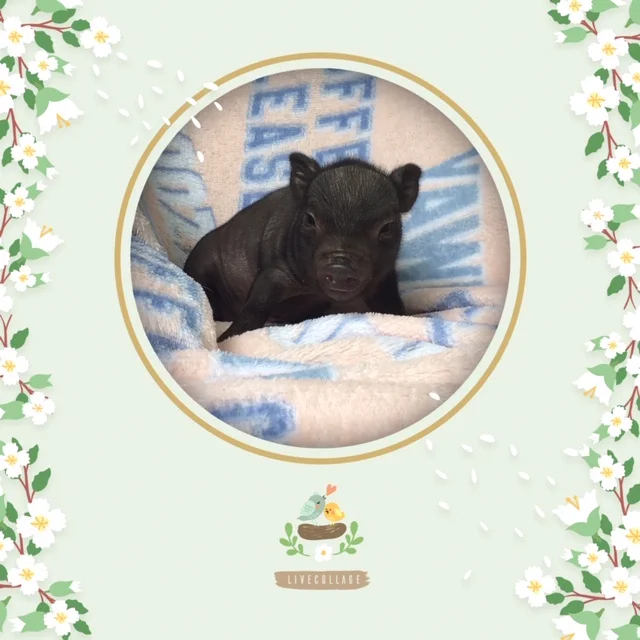 Image - 2019-07-12T204524.483.jpg