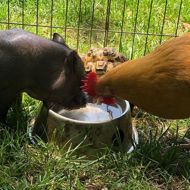 It&rsquo;s toasty out there ! Make sure you&rsquo;re staying hydrated💧
.

#squealsonwheels #pettingzoo #travelingpettingzoo #animals #birthday #dmv #dc #maryland #virginia #babyanimals #party #cute #travelzoo #zoo #animallove #education #animal #ani