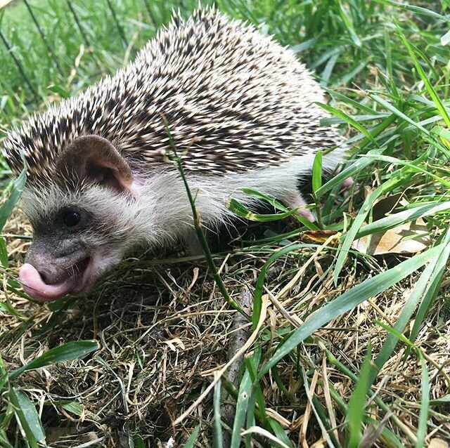 Hungry for more fun ! Dash loves popping in virtually to say hi to classes, camps, work calls, and birthdays! See our website on how you can see the animals virtually or socially distant! .
.
#virtuallearning #socialdistancefun #squealsonwheels #hedg