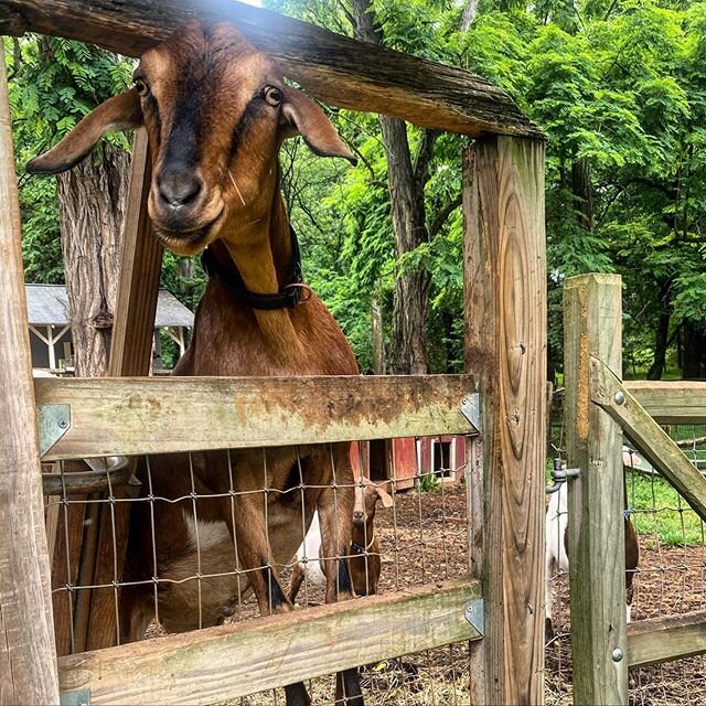 Goooood morning, Dandy ! We&rsquo;re excited to meet some new friends today! Check out our website for our safe social distance zoo options for your special events🐐
.
.

#squealsonwheels #pettingzoo #travelingpettingzoo #animals #birthday #dmv #dc #