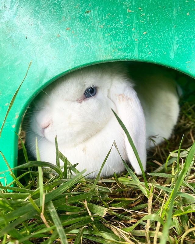 Peak-a-boo! When bunnies get hot, they like to go into shady hiding spots to get cooled off. How do you stay cool in the summer? .
.

#squealsonwheels #pettingzoo #travelingpettingzoo #animals #birthday #dmv #dc #maryland #virginia #babyanimals #part