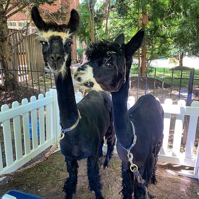 S&rsquo;mores and Sally are rocking their cool summer looks and some hay hair ! .
.

#squealsonwheels #pettingzoo #travelingpettingzoo #animals #birthday #dmv #dc #maryland #virginia #babyanimals #party #cute #travelzoo #zoo #animallove #education #a