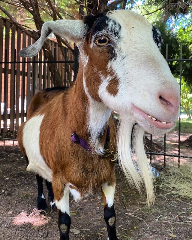 Carmella always has a smile ready ✨💕
.
.

#squealsonwheels #pettingzoo #travelingpettingzoo #animals #birthday #dmv #dc #maryland #virginia #babyanimals #party #cute #travelzoo #zoo #animallove #education #animal #animalpictures #localbusiness #supp