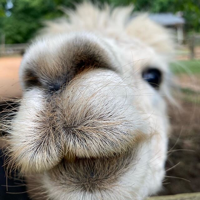 Alpaca boops ❤️Ernie
.
.

#squealsonwheels #pettingzoo #travelingpettingzoo #animals #birthday #dmv #dc #maryland #virginia #babyanimals #party #cute #travelzoo #zoo #animallove #education #animal #animalpictures #localbusiness #supportlocal #familyo