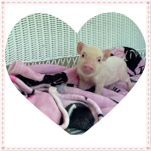 Pet Pigs For Sale Near Me / Teacup Pigs Sale Fort Worth Texas Pet Pigs