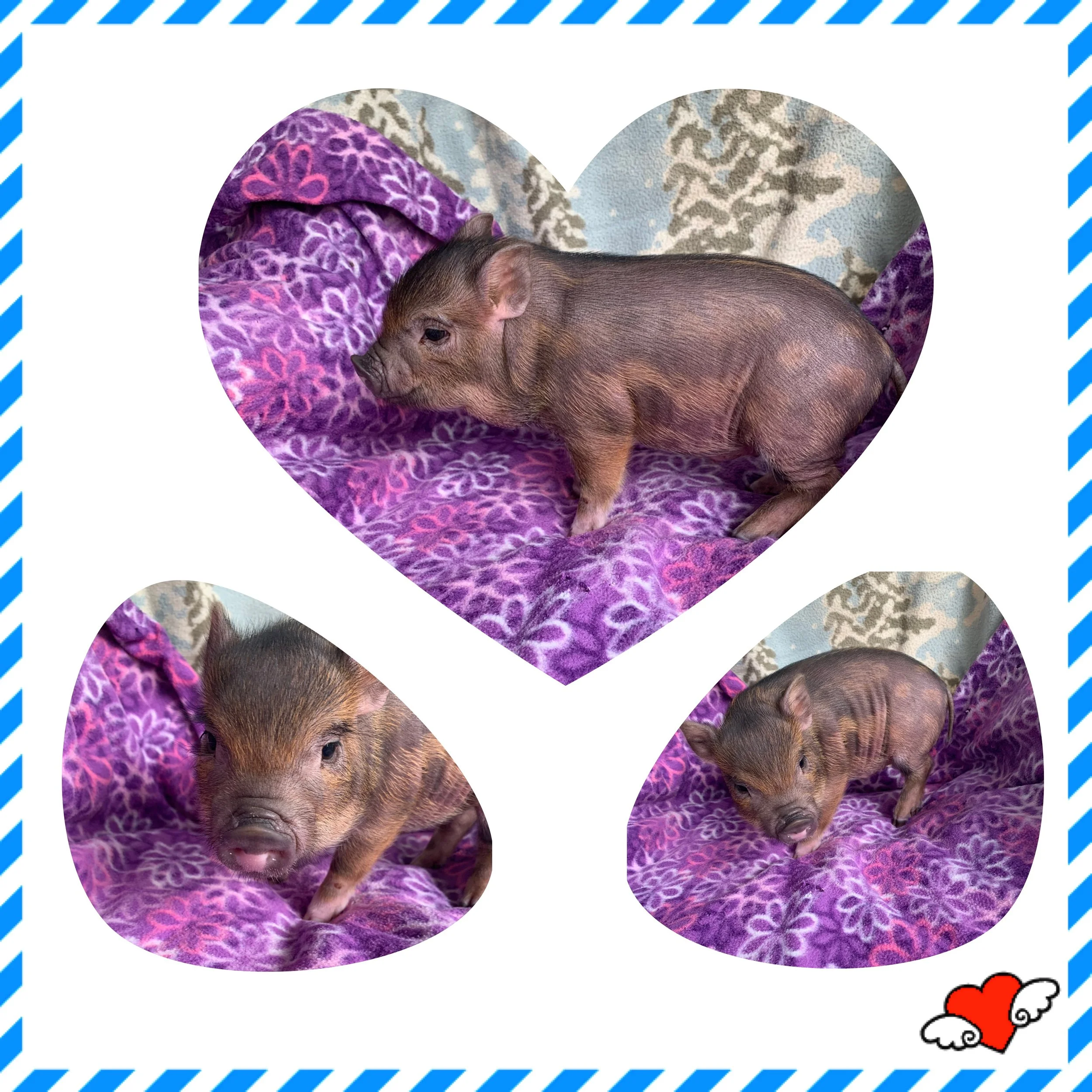 ADOPTED! Eureka - a snuggly boy with a great personality!