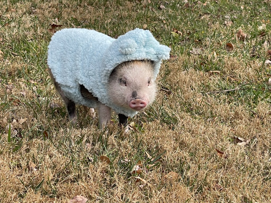 Tulip loves playing in the cold weather! 