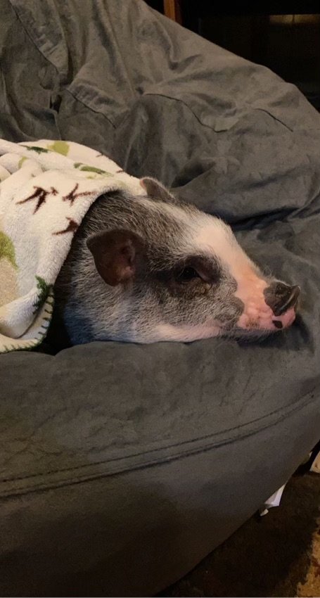 Clover cuddles on the couch with her family! 