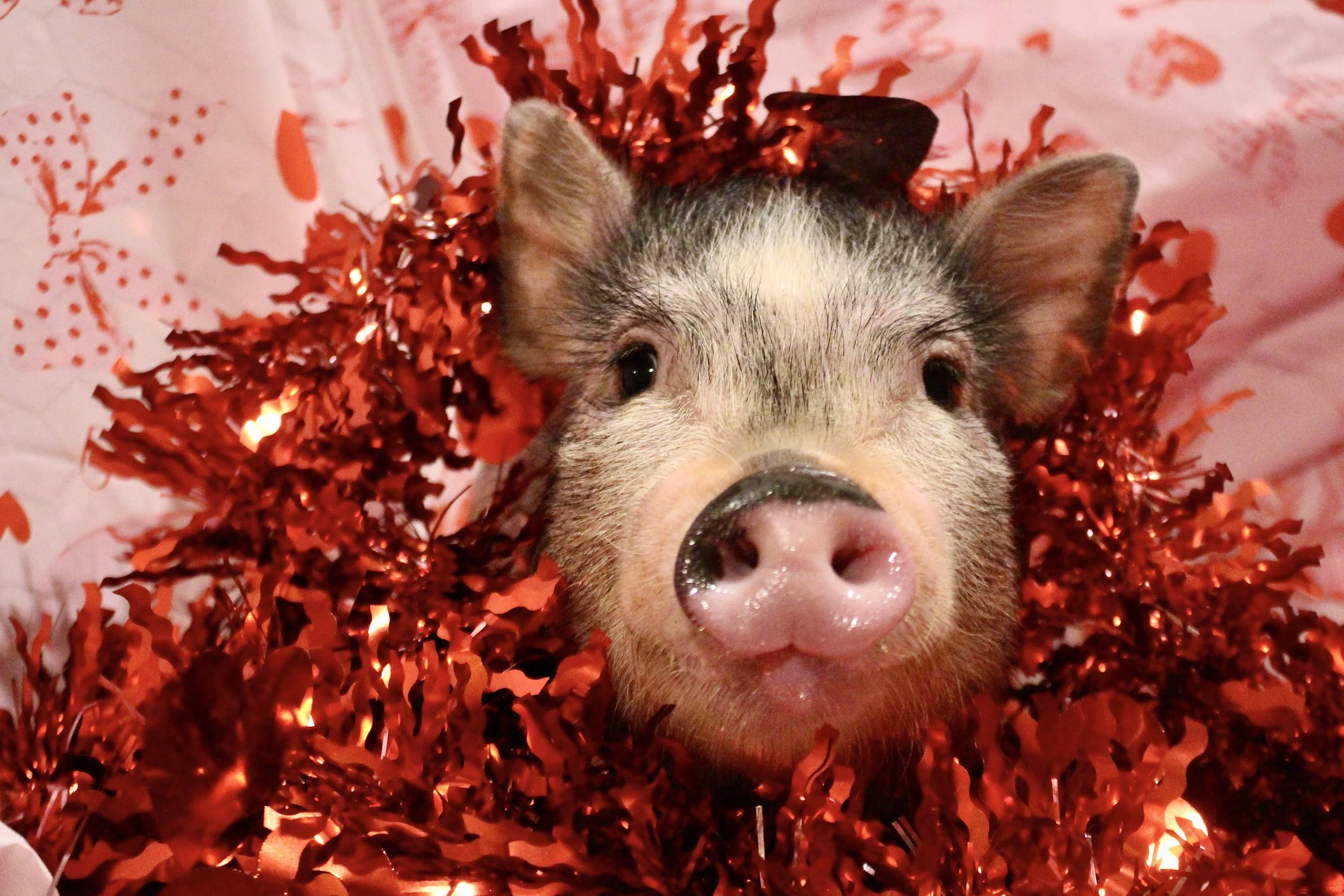 Tsunami - a spunky and fun pink and grey boy