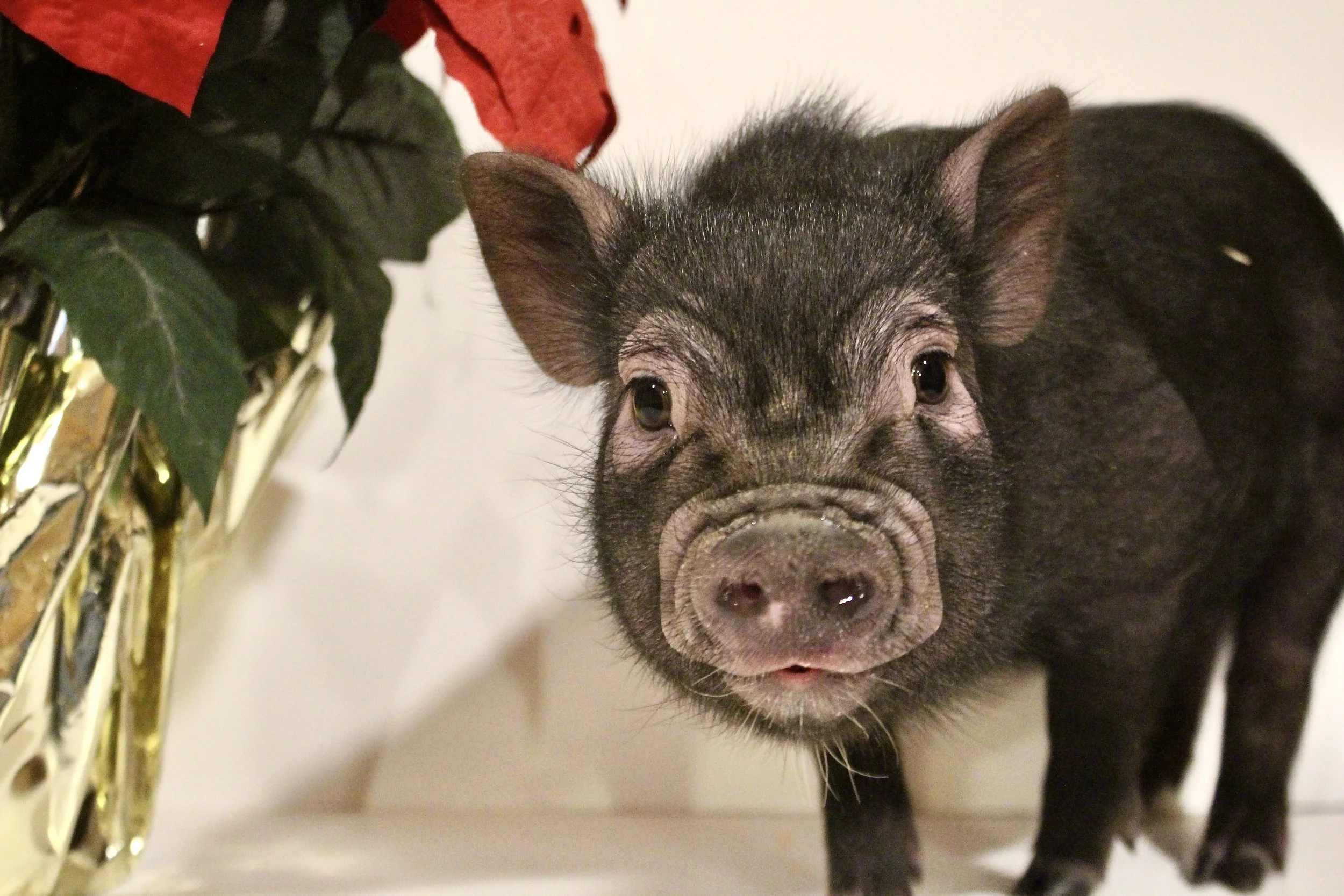 ADOPTED Ash - a tiny, curious and playful boy! Now with a holiday discount!!