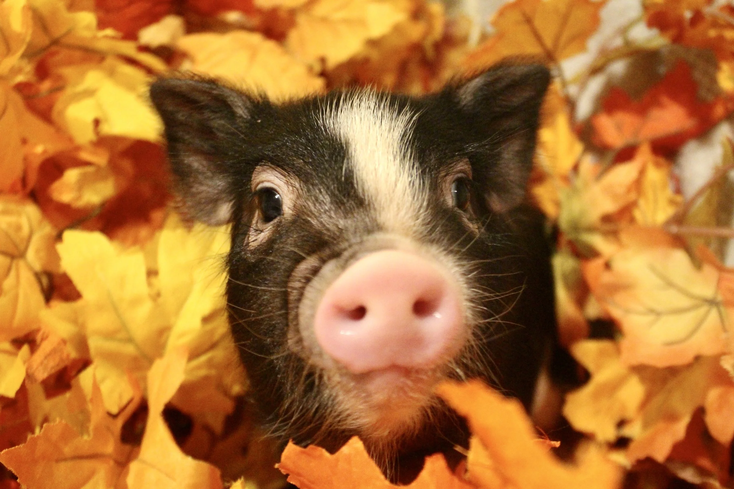Cayenne - a small and sweet black and white girl