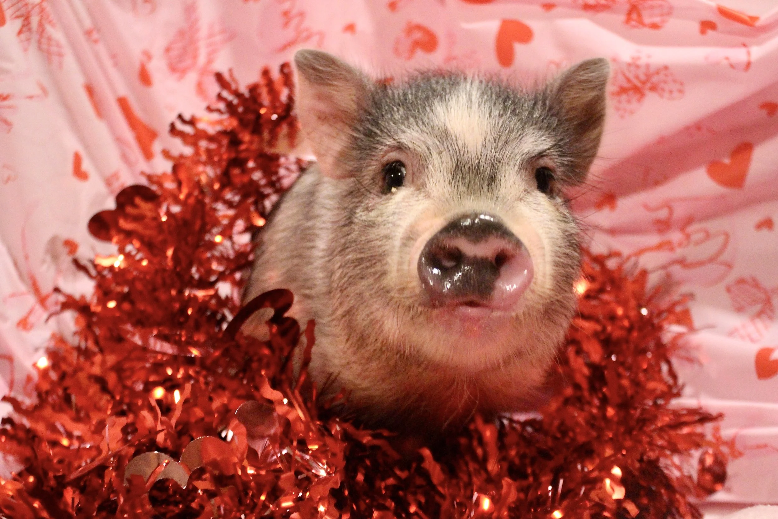 Ocean - a sweet pink and grey girl