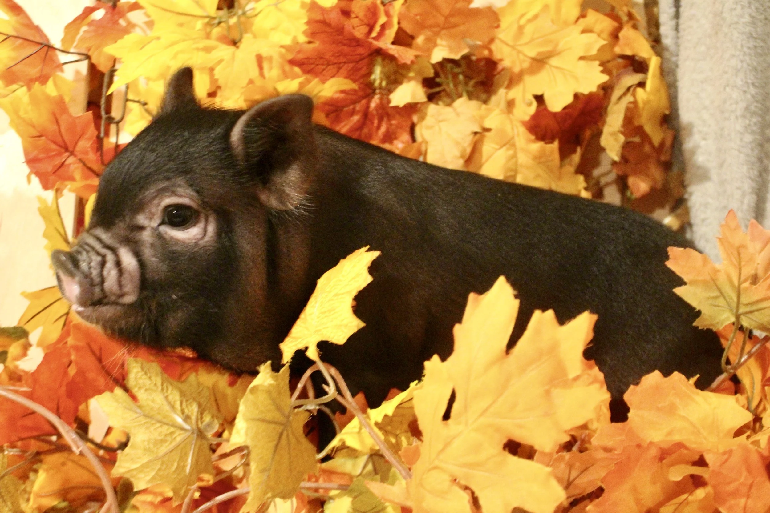 Carolina - a gentle and small black female