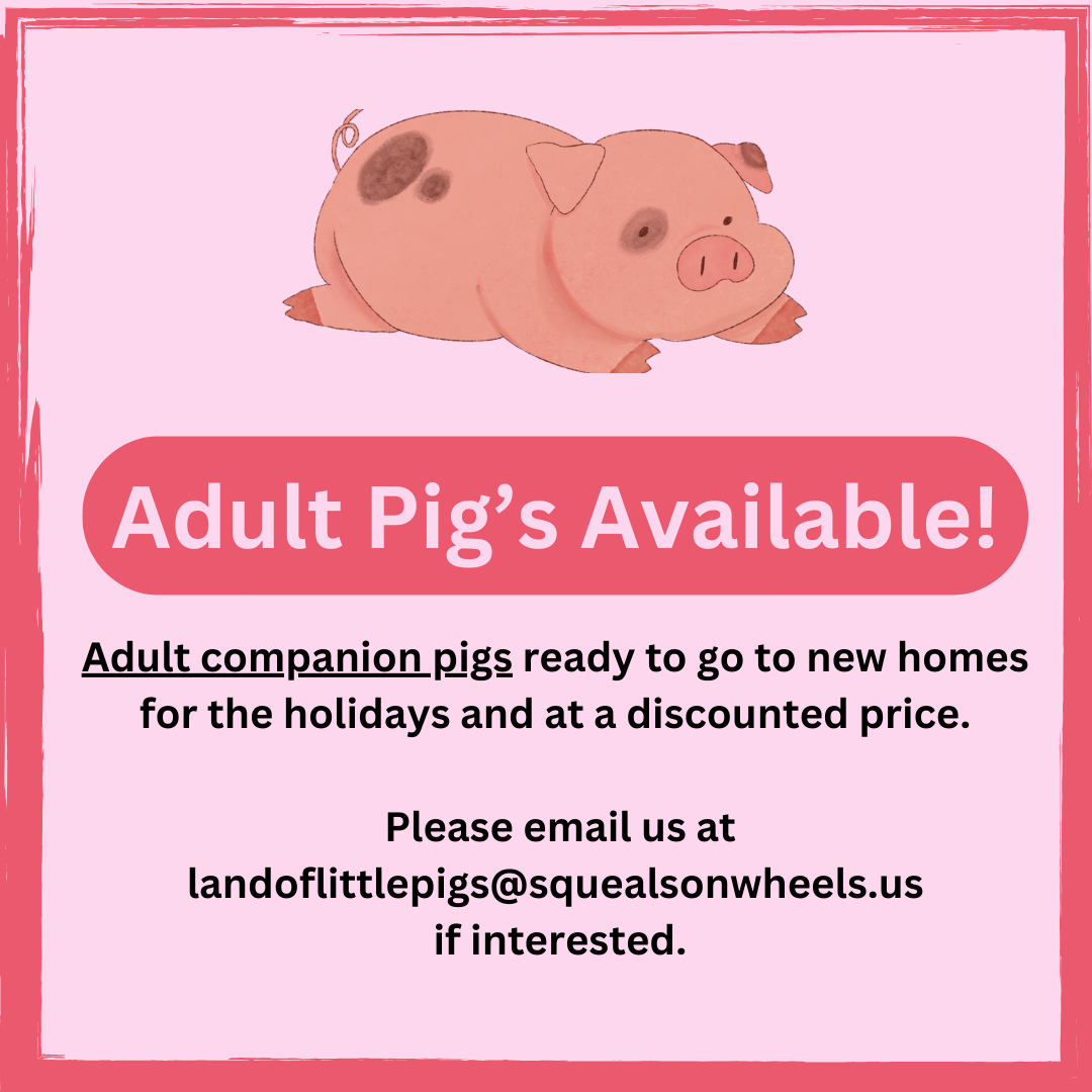 Adult Pigs Available!