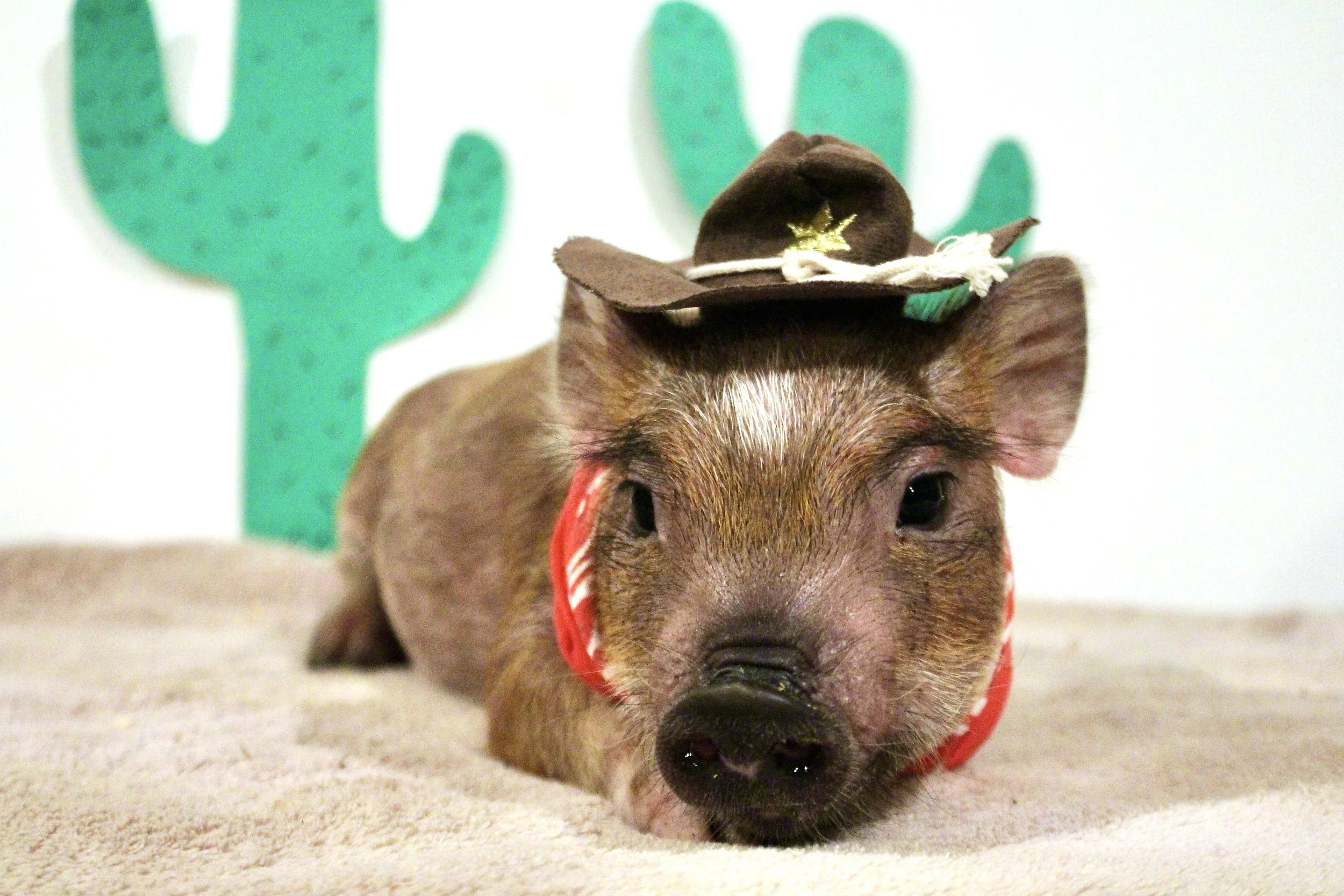 ADOPTED Jesse - spunky and brave girl with faint stripes