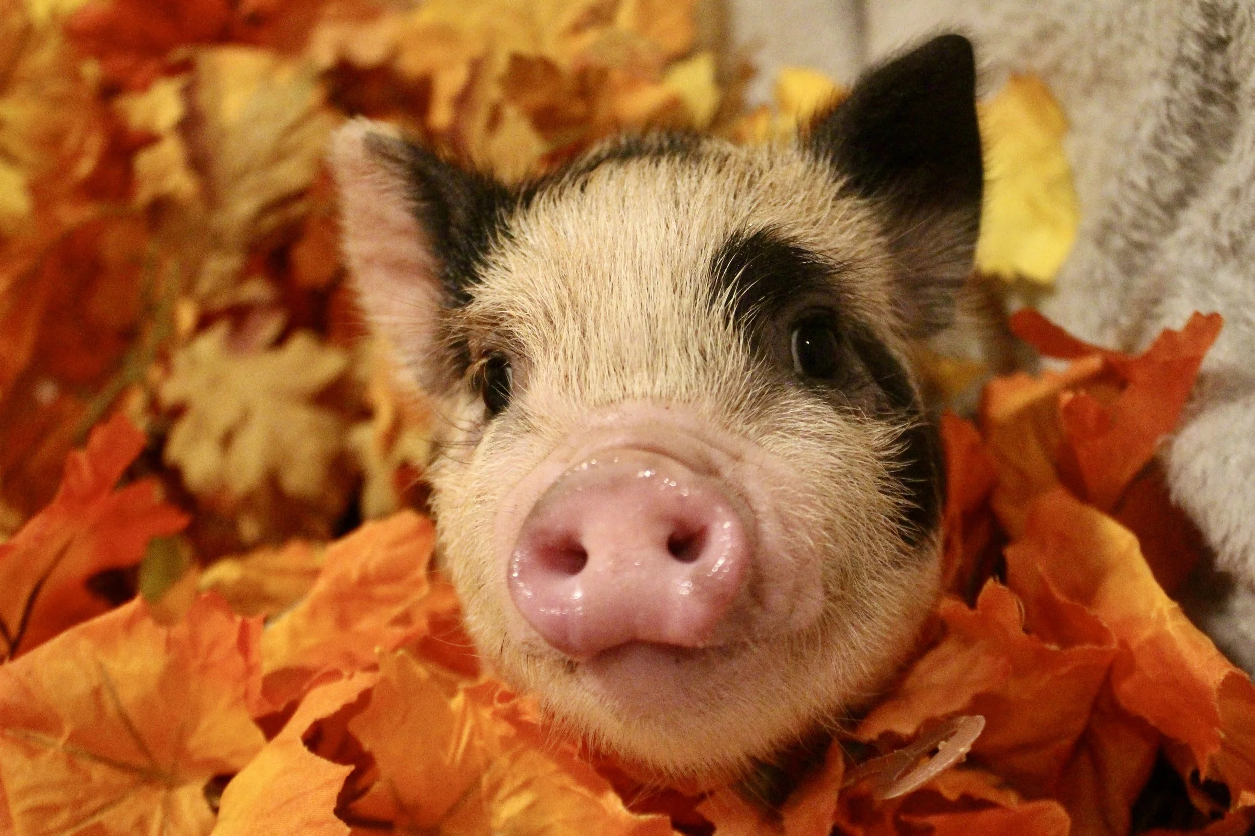 Habanero - a brave and sweet spotted boy