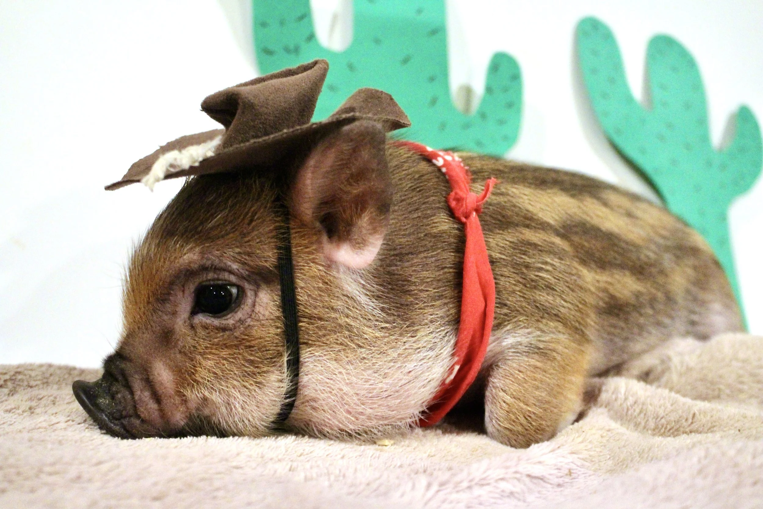 ADOPTED Annie - the sweetest and fluffiest girl with dark stripes, loves to cuddle