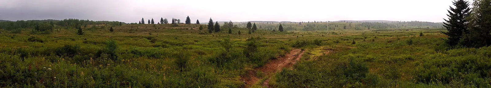 The high meadows of Dolly Sods