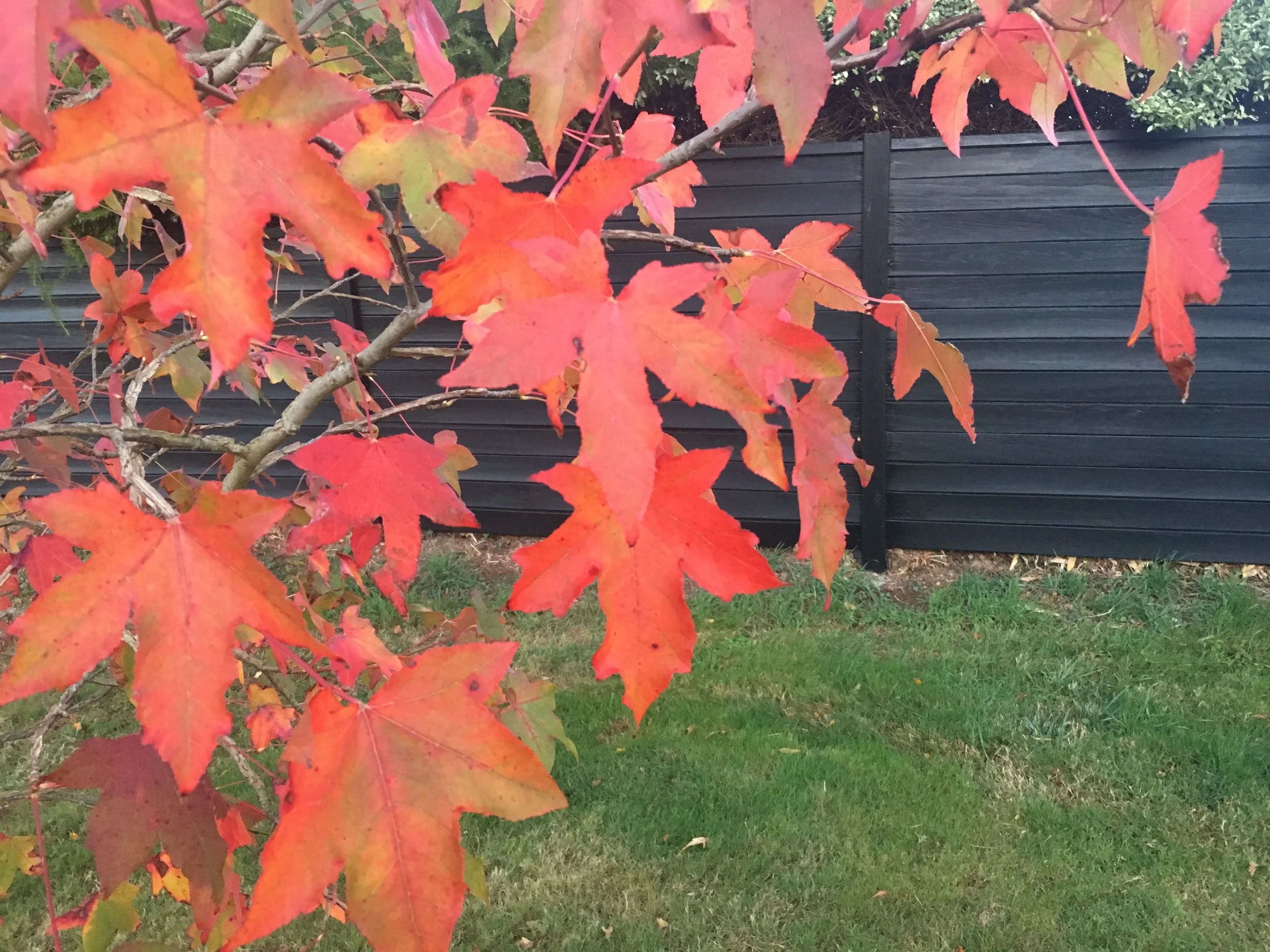 autumn .jpg