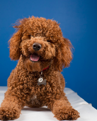 Screen Shot 2018-06-26 at 1.10.35 PM.png