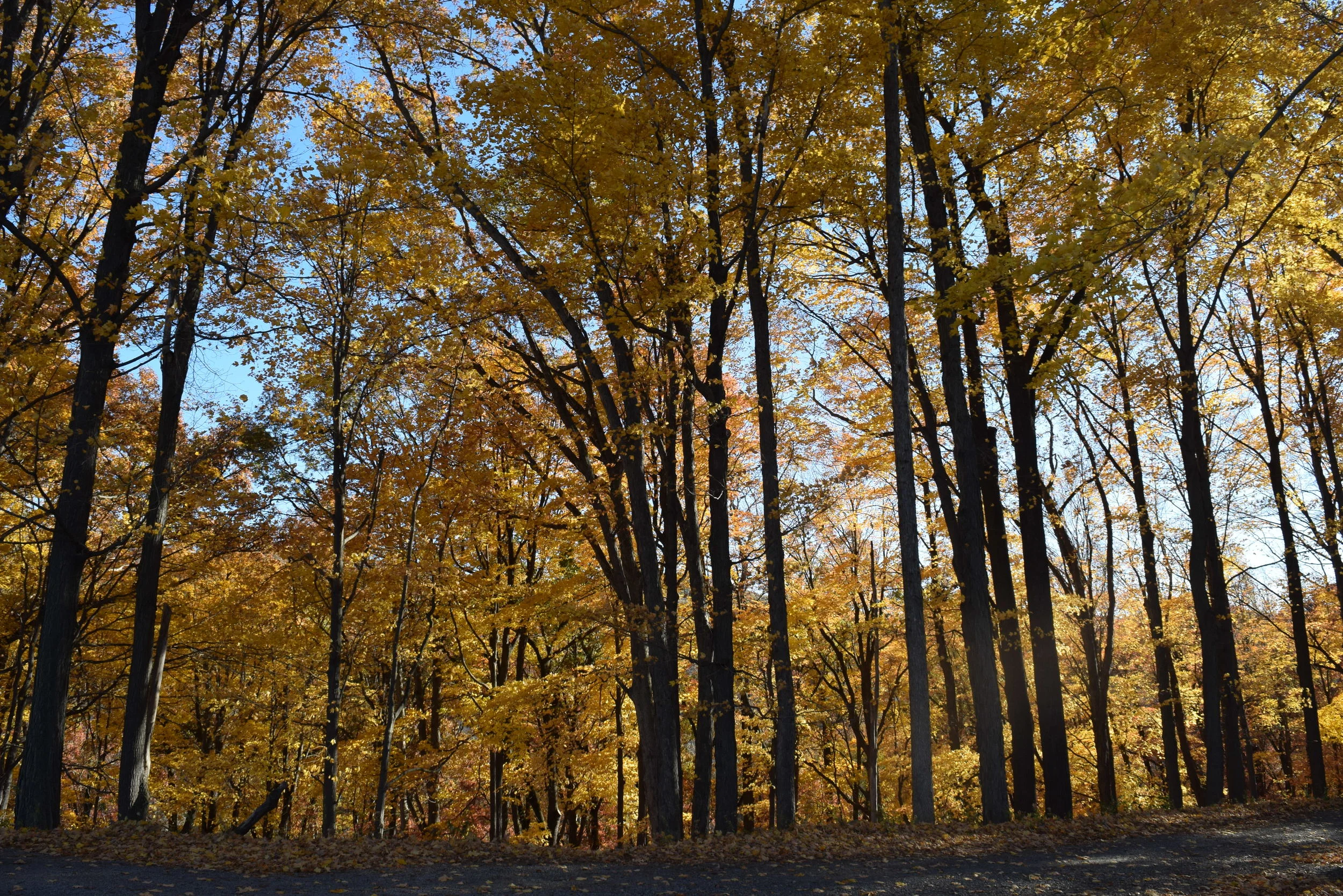 DSC_0603.JPG