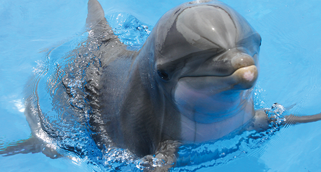http://firstcoastmagazine.com/news/marineland/