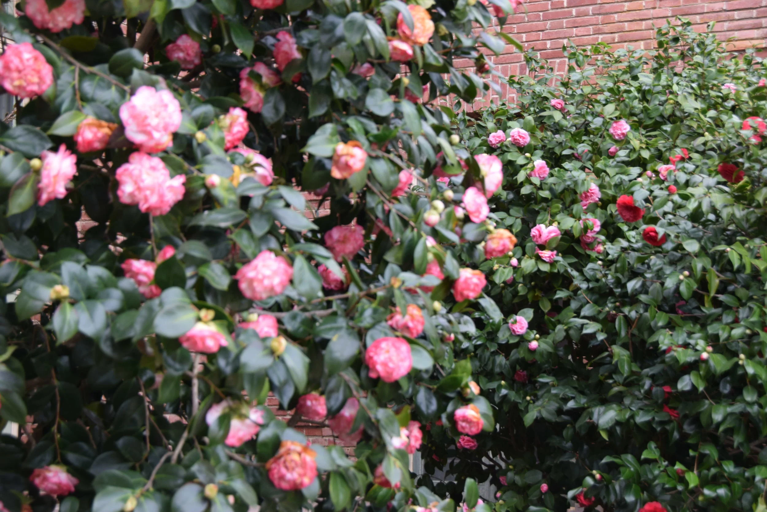 DSC_0454.JPG