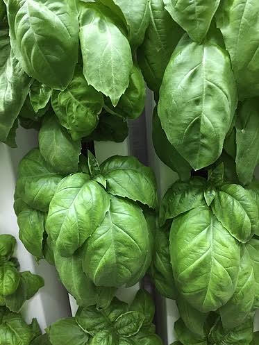 Tassinong Farms Basil