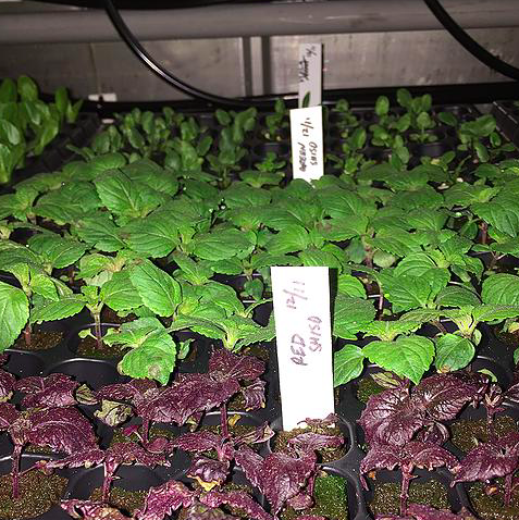 Tassinong Farms Shiso
