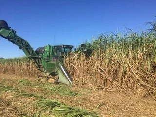 HarvestingSugarCane.jpg